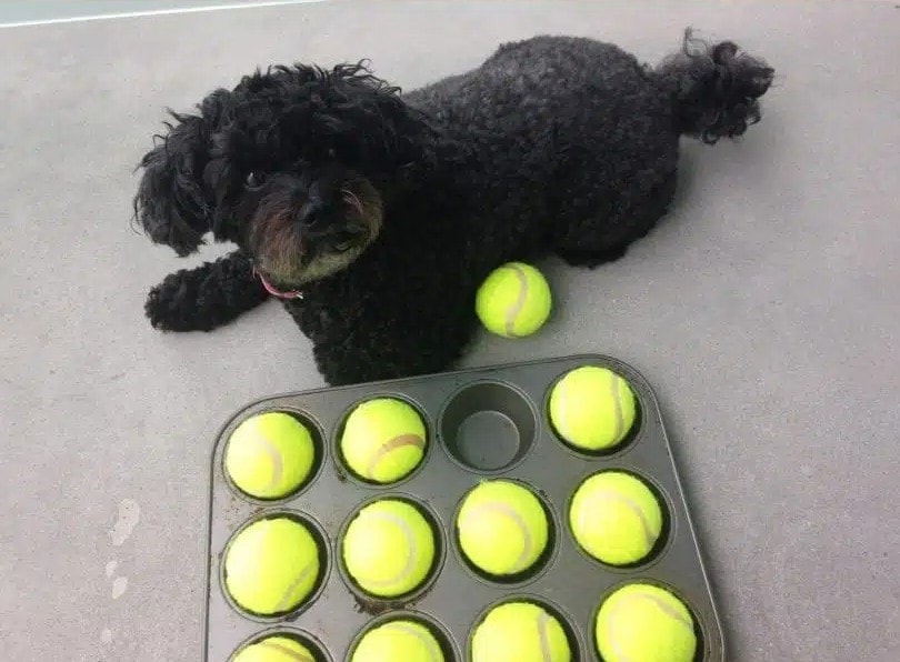 DIY Dog Puzzle