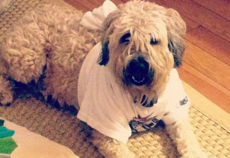 DIY Dog Thundershirt