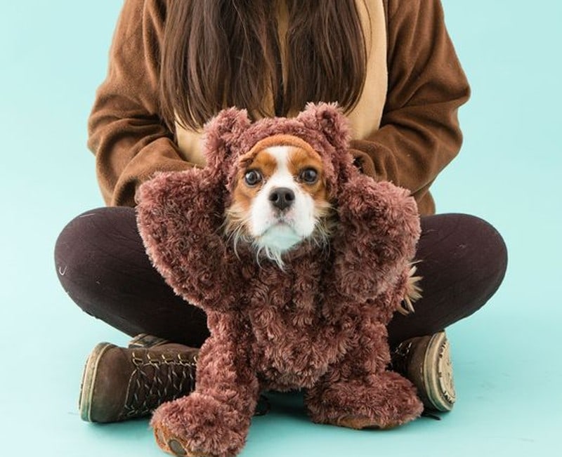 DIY Dog and Owner Costumes