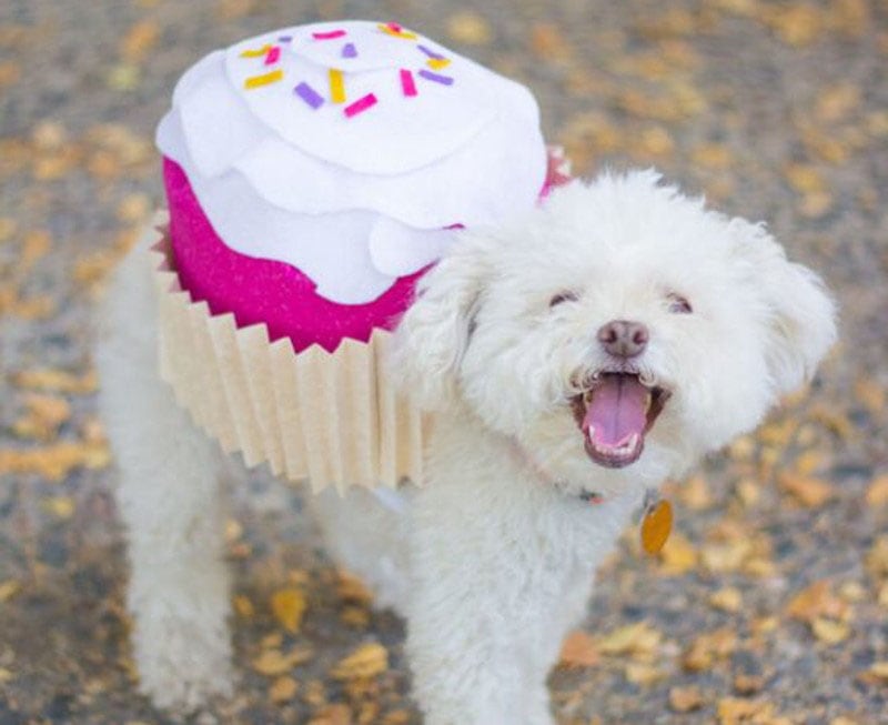 DIY Dog and Owner Costumes