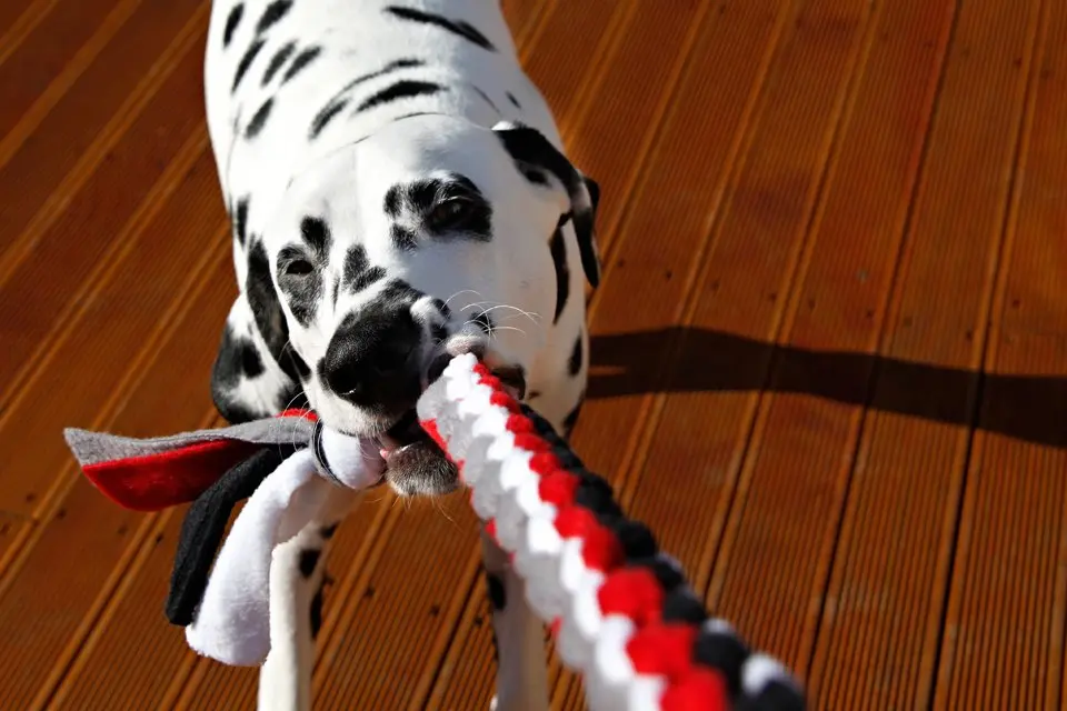 DIY Fleece Dog Tug