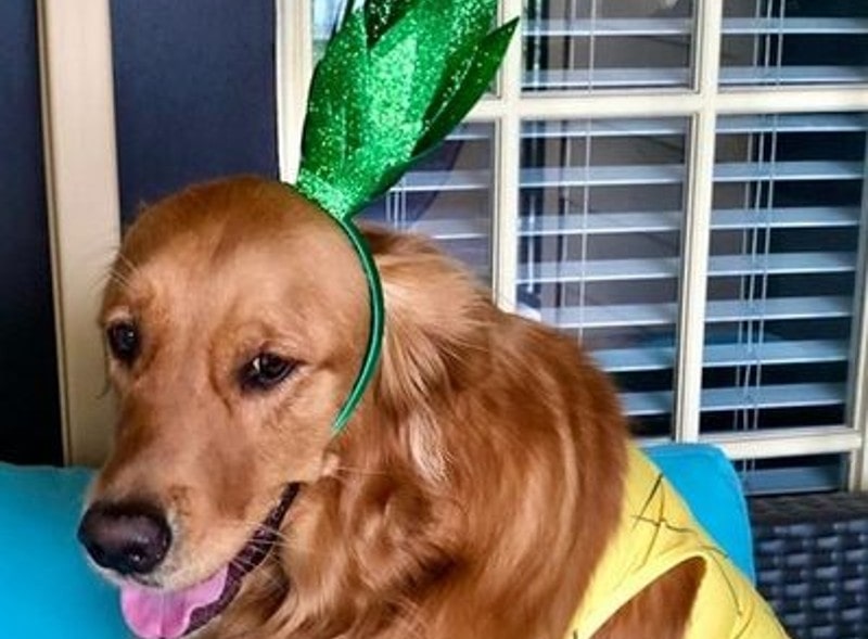 DIY Golden Retriever Halloween Costumes