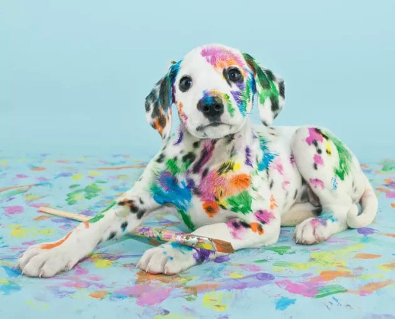 DIY Golden Retriever Halloween Costumes