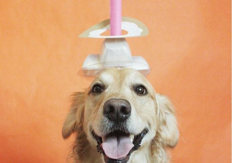 DIY Golden Retriever Halloween Costumes