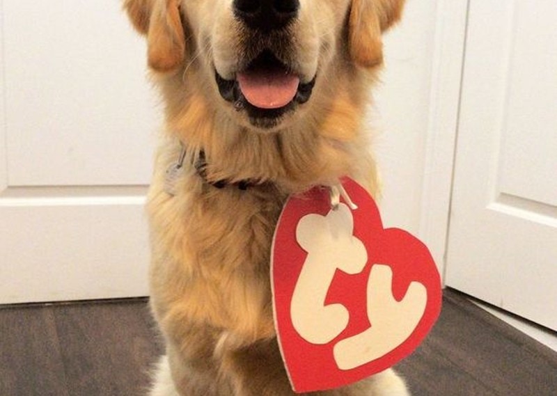 DIY Golden Retriever Halloween Costumes