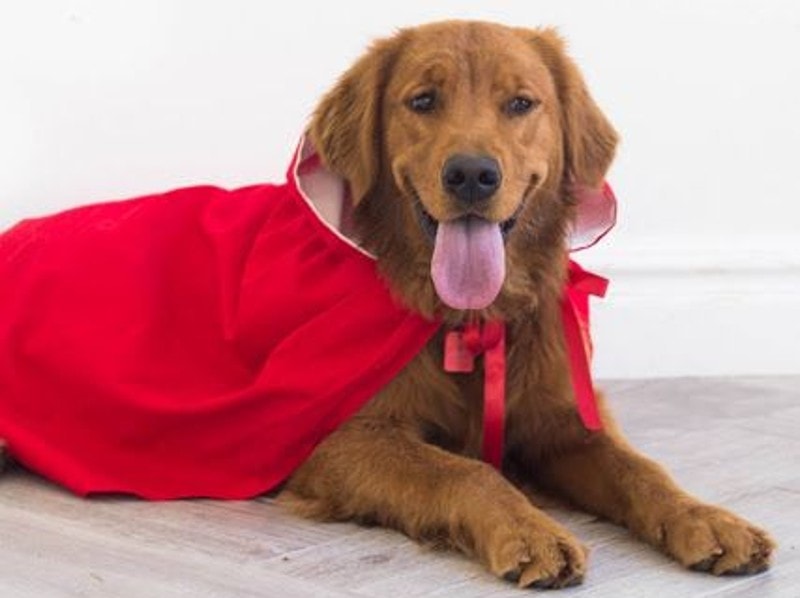 DIY Golden Retriever Halloween Costumes
