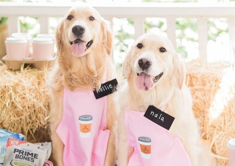DIY Golden Retriever Halloween Costumes