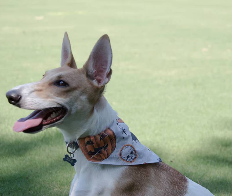 DIY Halloween Dog Bandana