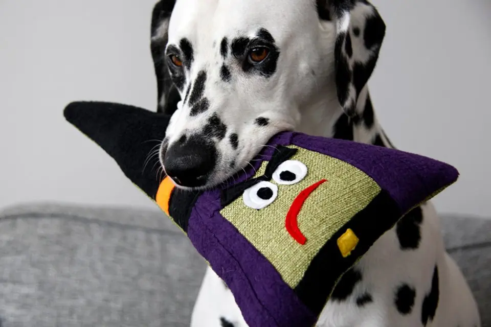 DIY Halloween Witch Stuffed Dog Toy