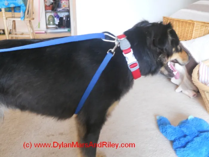 DIY No Pull Harness