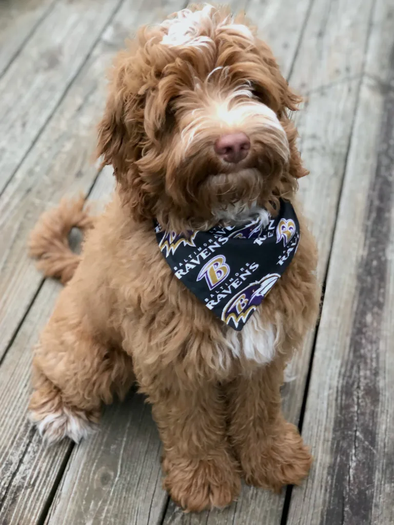 DIY Pet Bandana