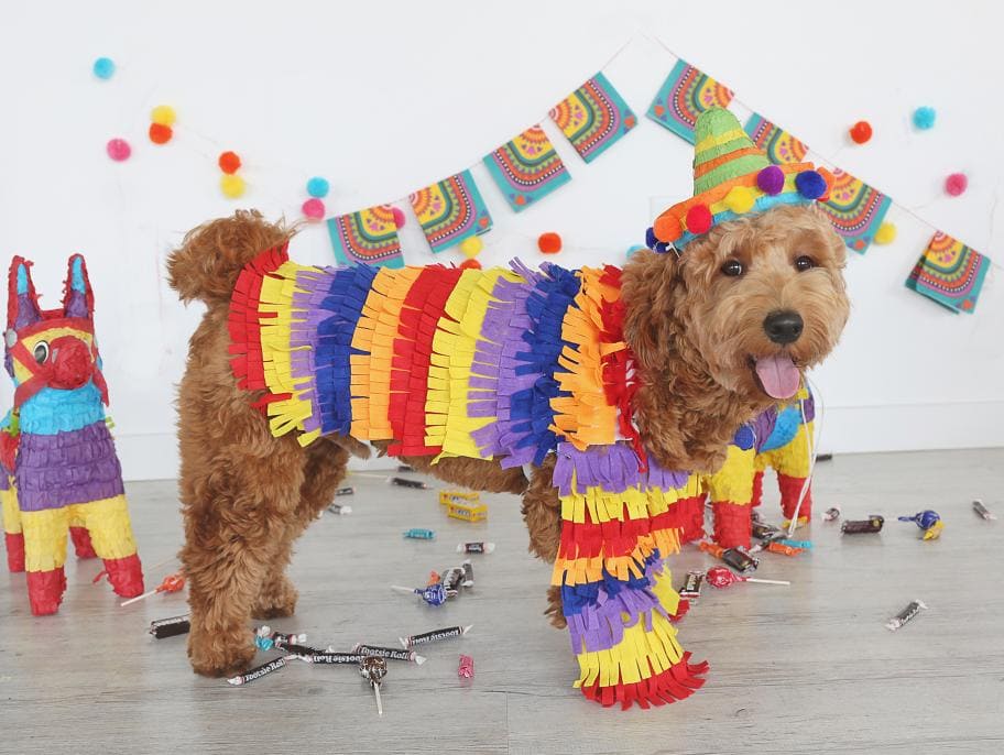 DIY Pinata