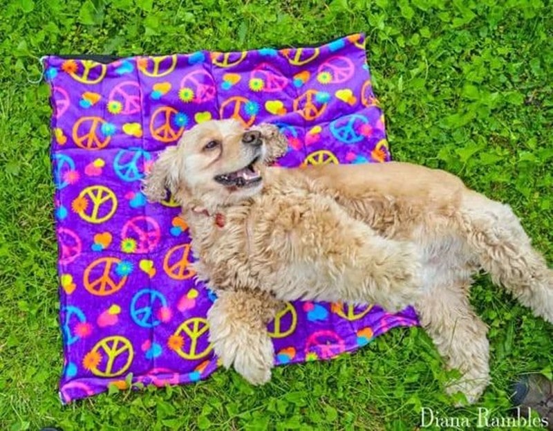 DIY Projects For Your Dog