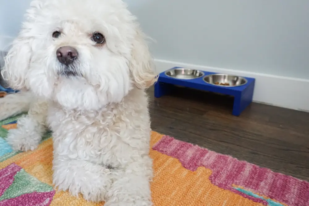 DIY Small Dog Bowl Stand