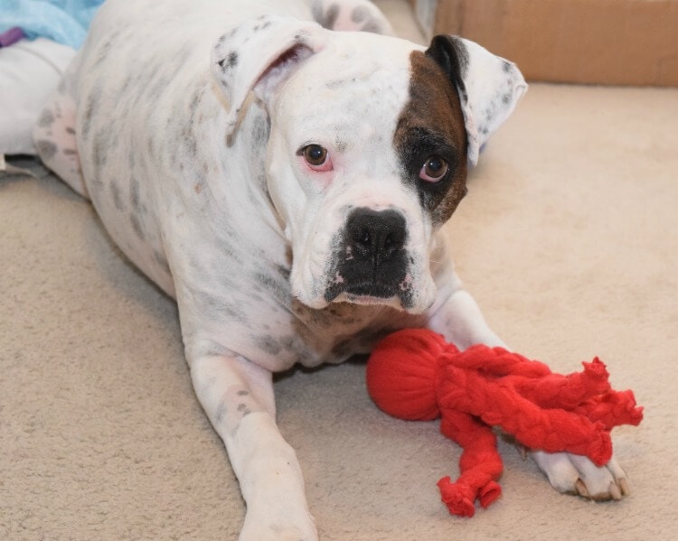 DIY Tennis Ball Toy