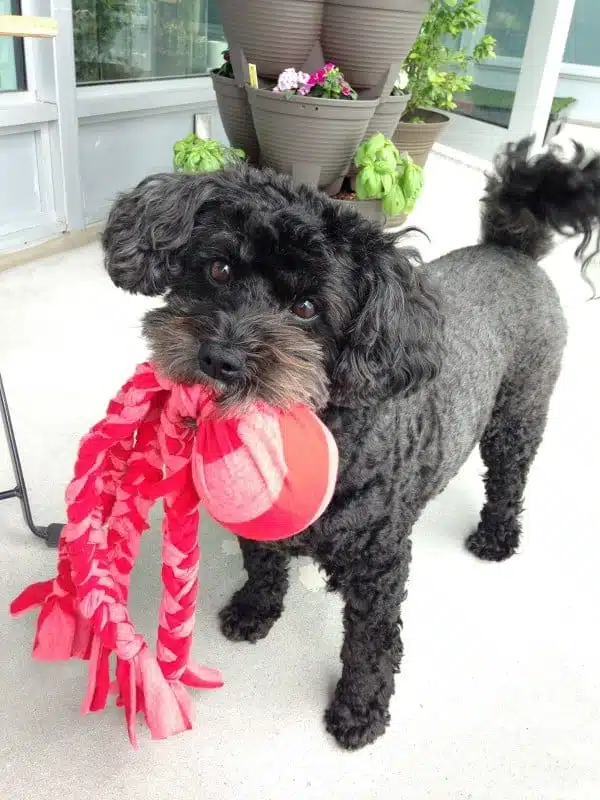 DIY Upcycled Dog Tug Toy