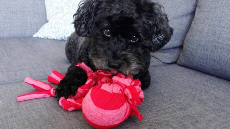 DIY tug toy