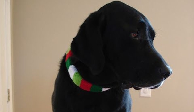 DIY Christmas Dog Collar