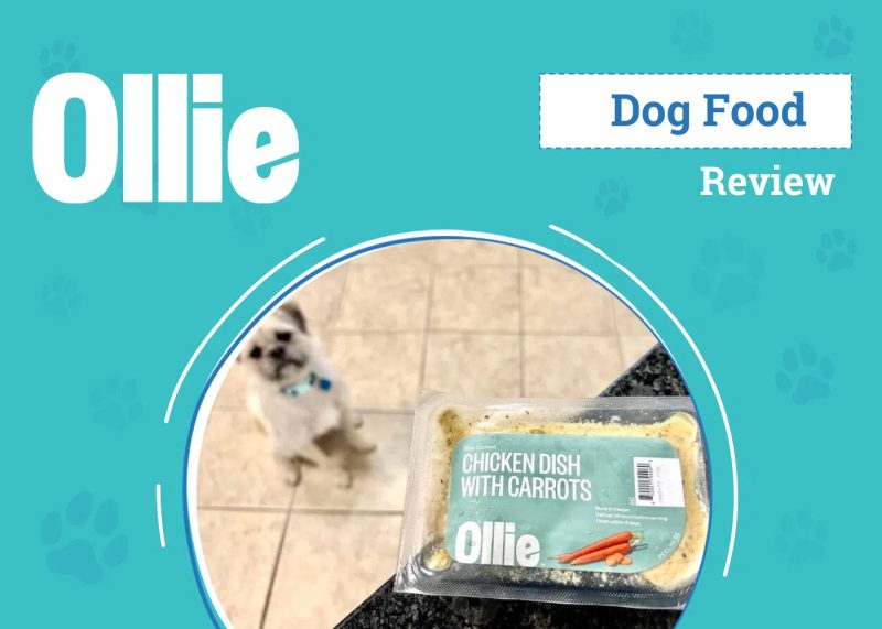 DOG SAPR OLLIE NEW