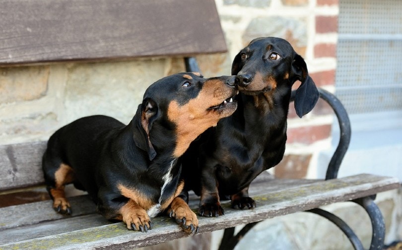 Dachshund Couple