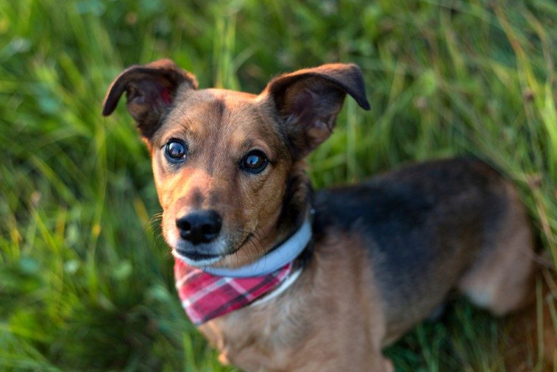 Dachshund Terrier mixed breed dog