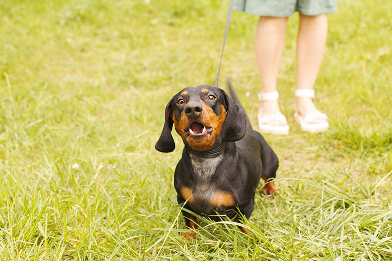 Dachshund barking