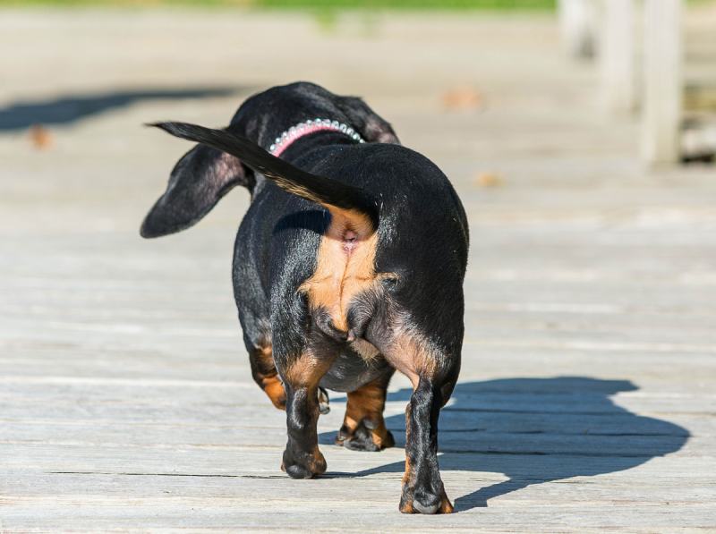 Dachshund butt
