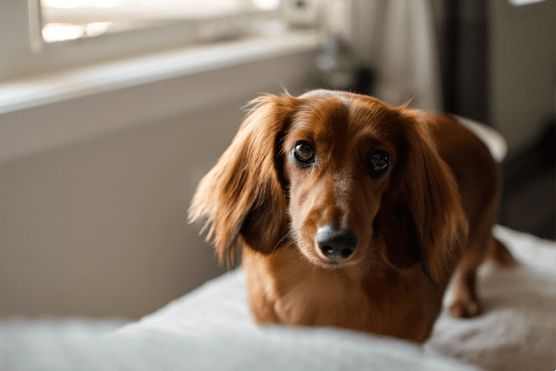Dachshund in Bed