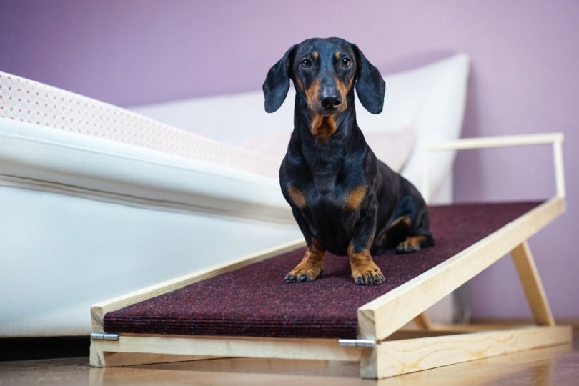 Dachshund sitting on a ramp
