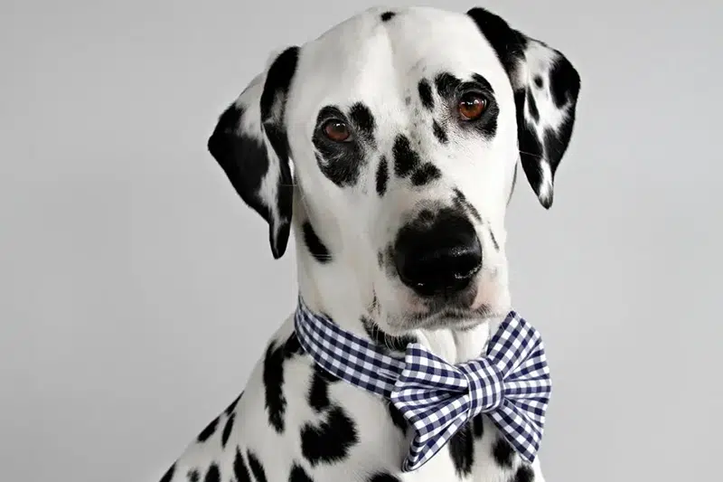 Dalmatian DIY_Recycled French Cuff DIY Dress Shirt Dog Bow Ties
