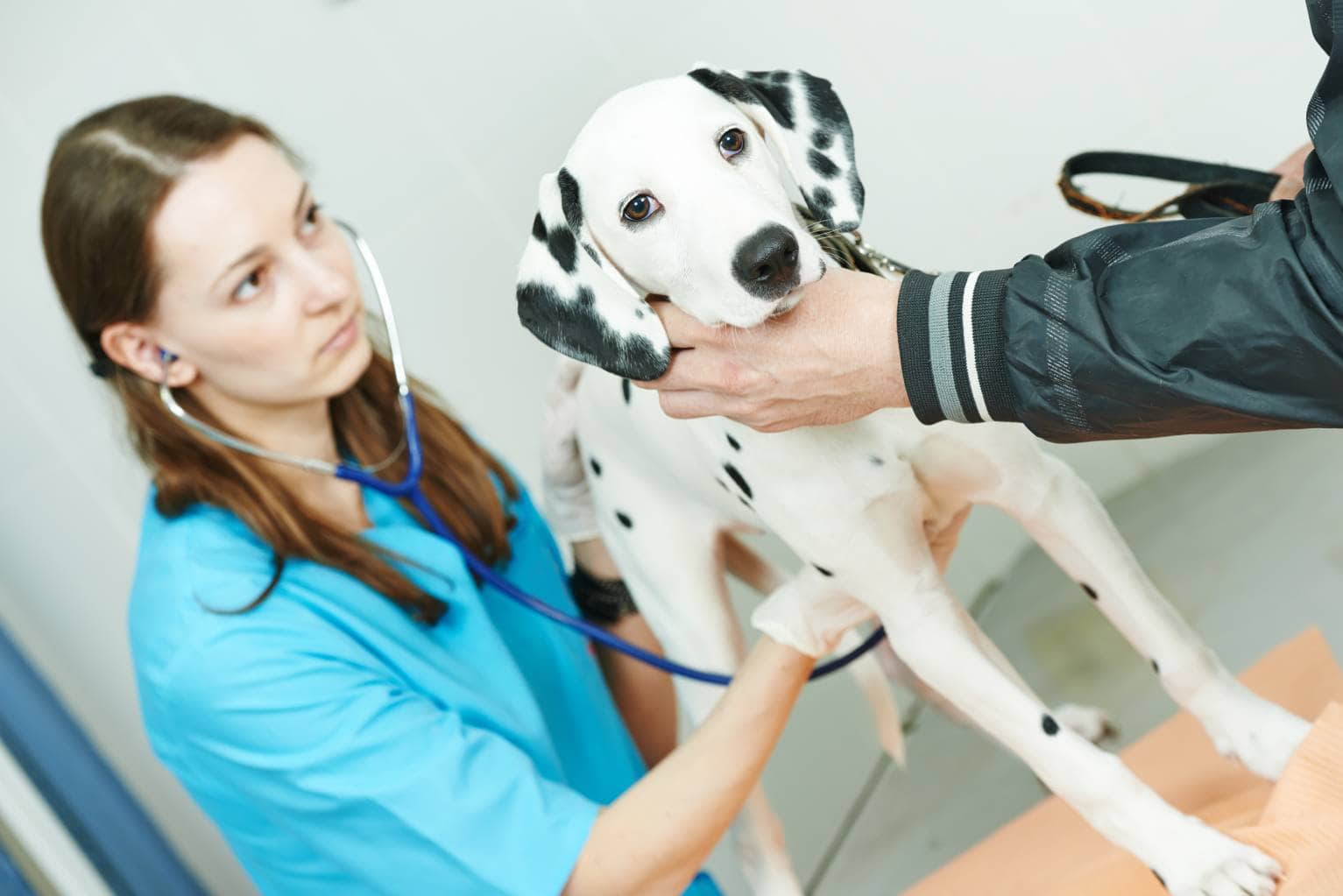 Dalmatian at the vet