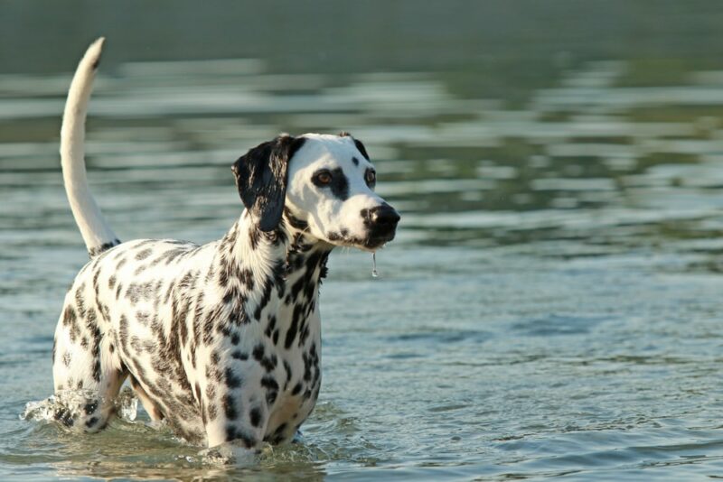 Dalmatian dog bathing in a lake in summer