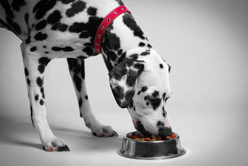 Dalmatian dog eats dry food from a bowl