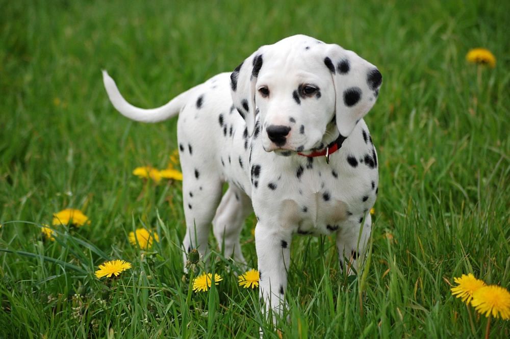 Dalmatian puppy standing on the grass