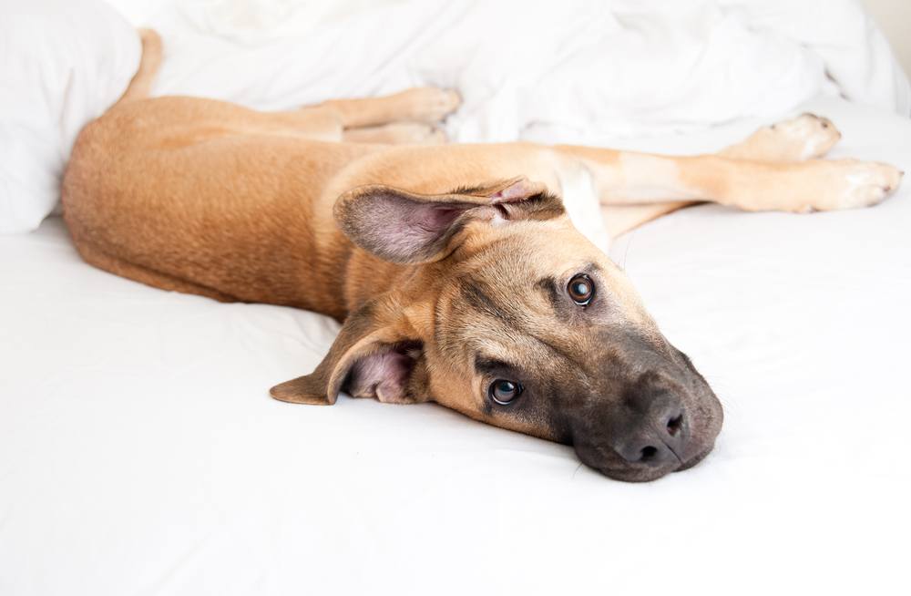 German Shepherd Great Dane Mix Info, Pictures, Care & More Dogster