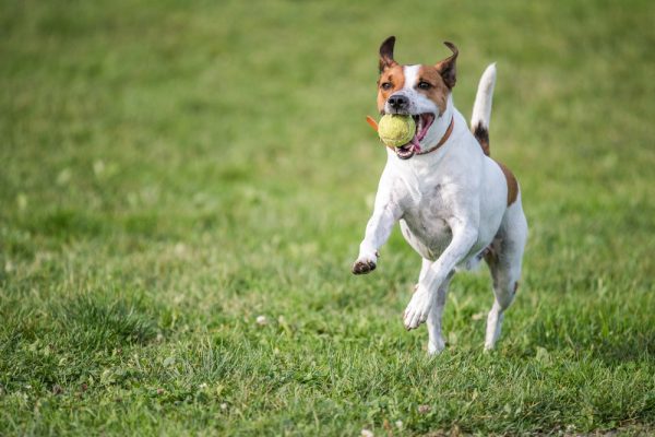 Danish Swedish Farmdog playing fetch playing