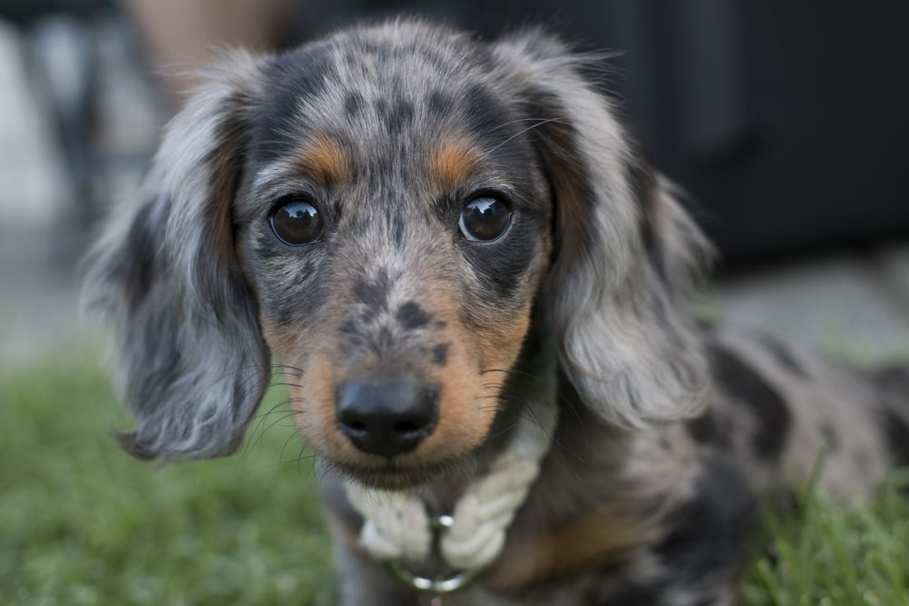 Dapple Dachshund
