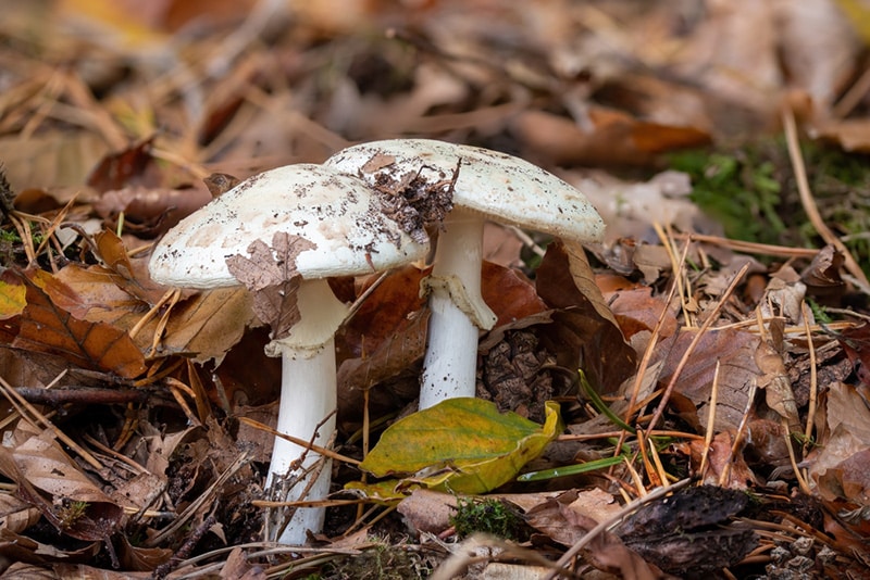 Death cap mushroom