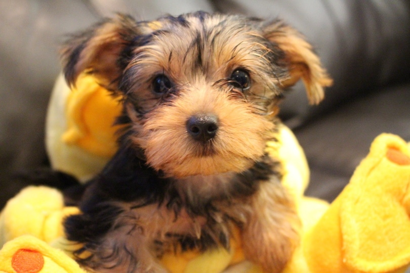 Designer yorkie