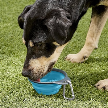 Dexas Popware for Pets Collapsible Travel water