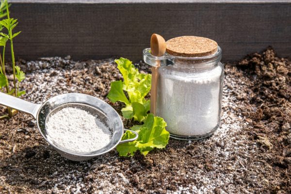 4 Pet Safe Insecticides to Use at Home: Safety & Facts – Dogster