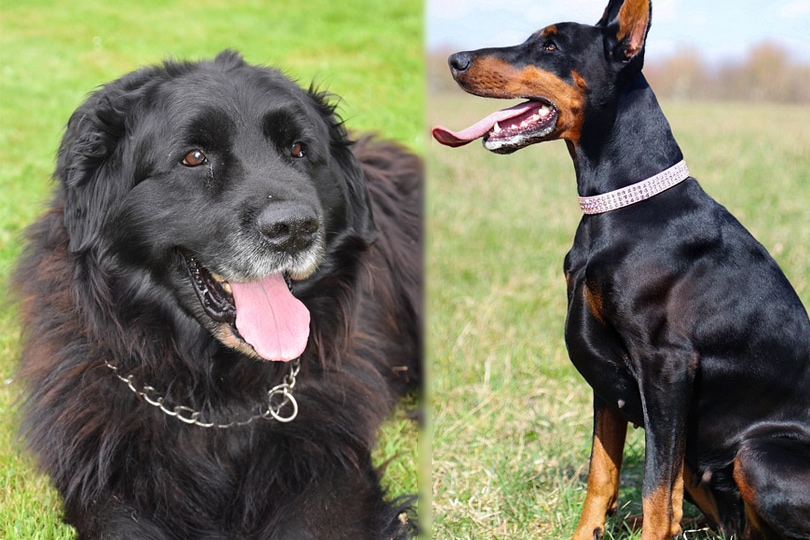 Parents of Doberland