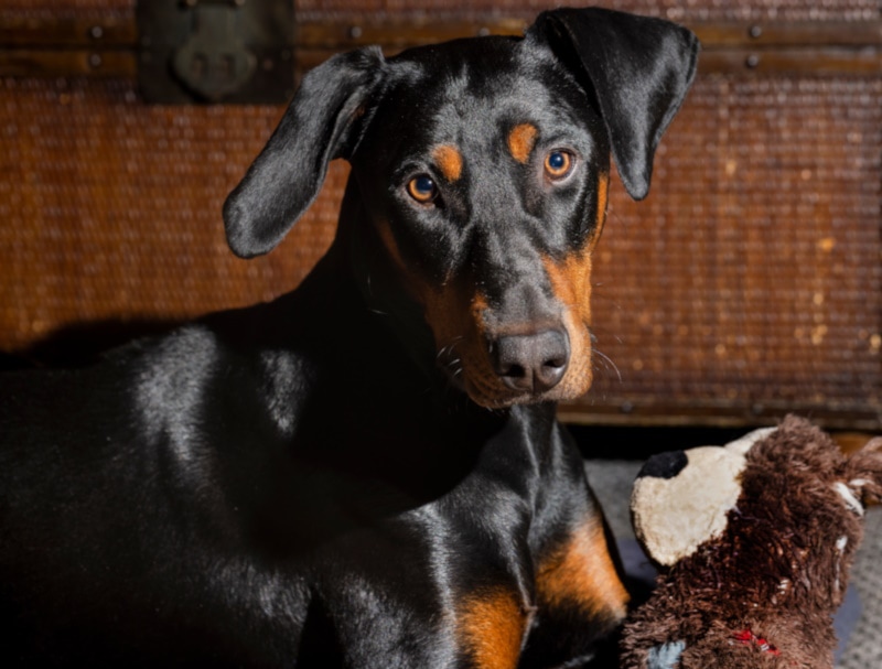 Doberman 9 months old