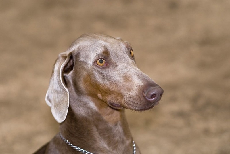 Doberman Fawn