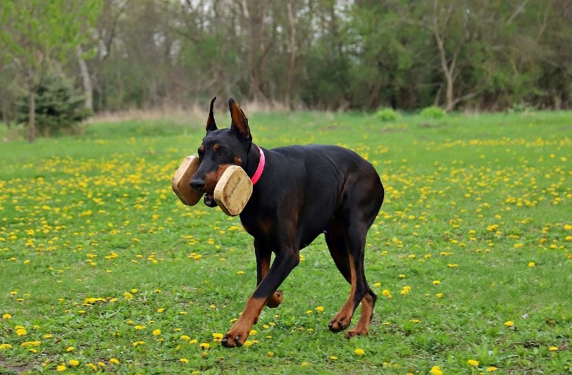 Doberman Pinschers working dog_Yama Zsuzsanna Márkus, Pixabay