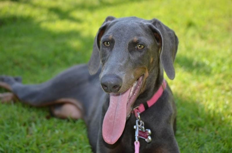 Doberman blue, purebred