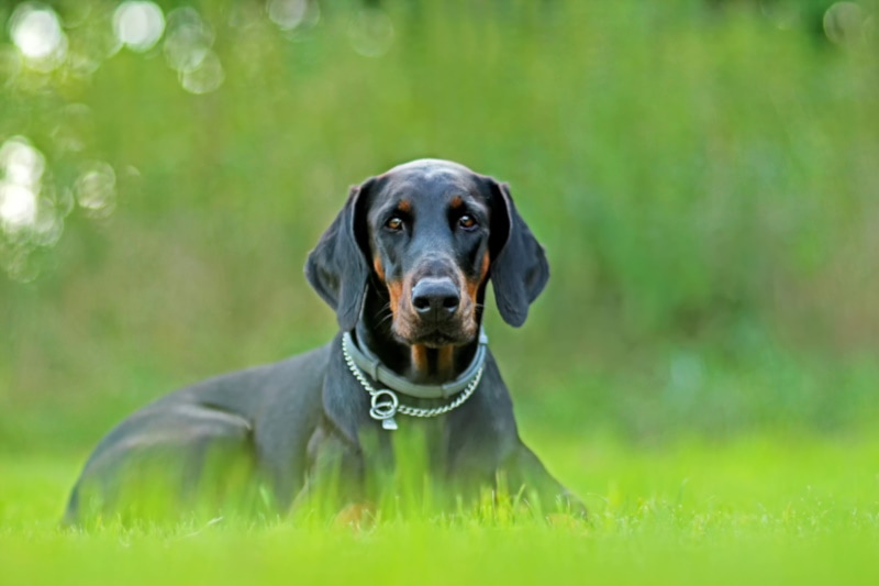 Doberman-in-the-garden