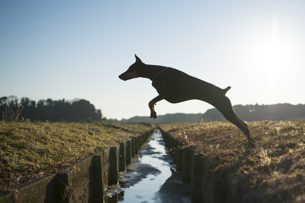 Doberman jumping over water