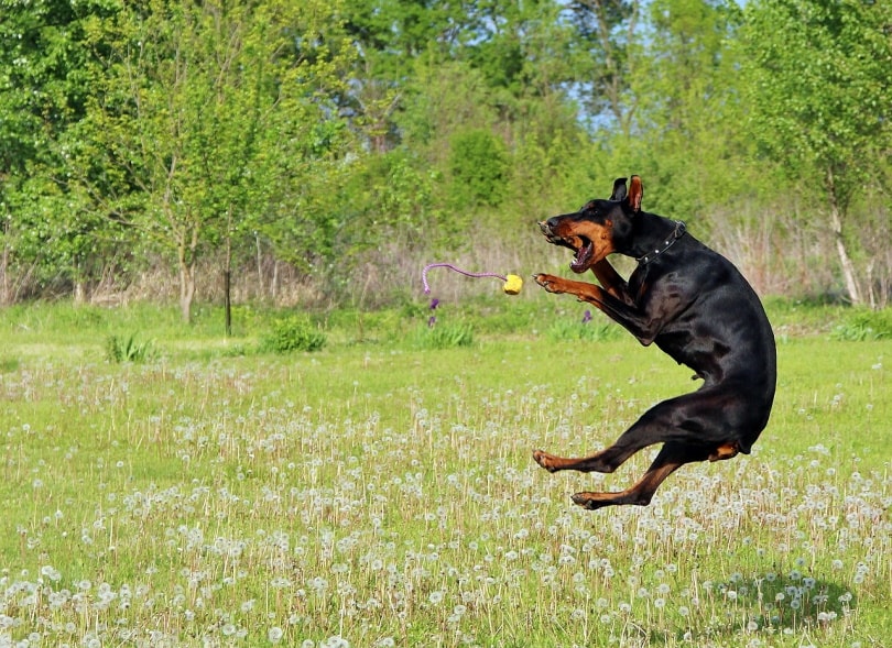 Doberman playing catch