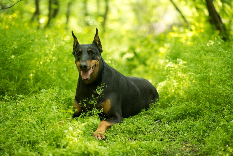 Doberman shepherd_Anna Mogilevtseva_Shutterstock